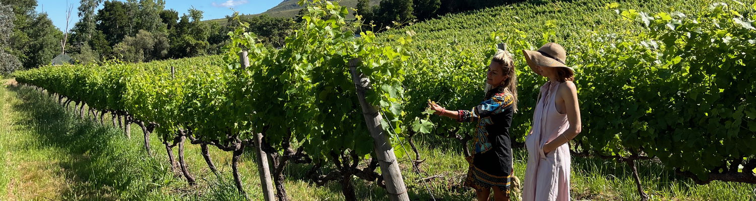 A vineyard at Mont Angelis in Stellenbosch