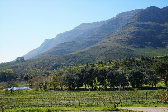 View on Vineyards and Stellenbosch Mountain from Mont Angelis Luxury Cottages