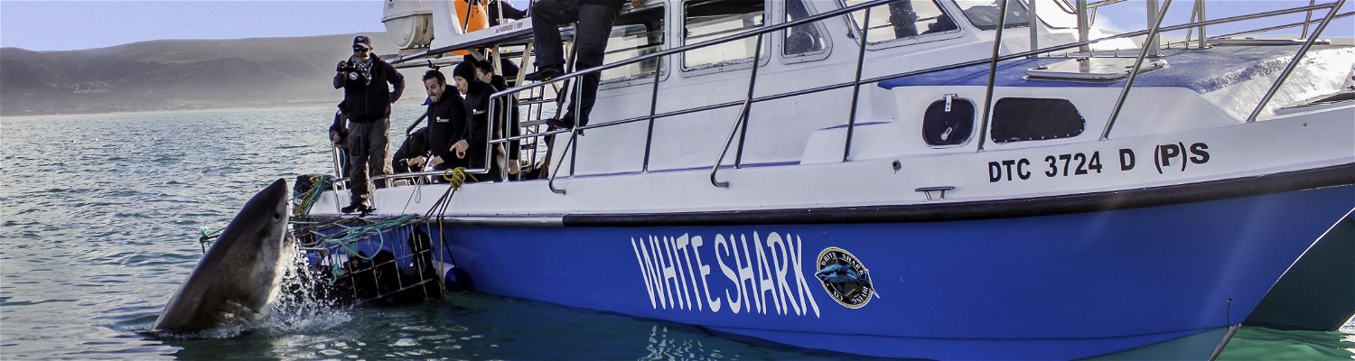 Big White Shark Cage Diving Hermanus