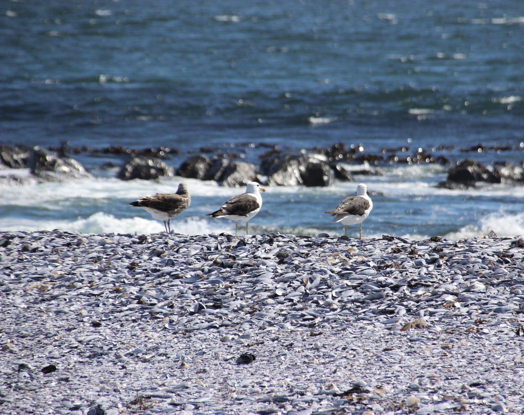 Seagulls