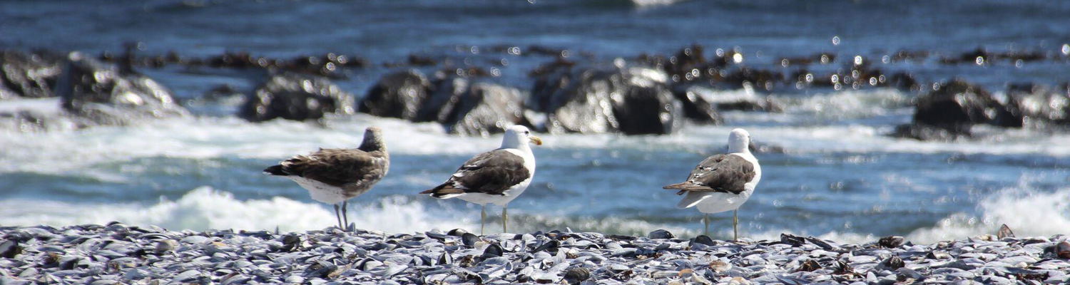 Seagulls