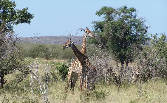 4 - Day - Kruger National Park and Panorama route