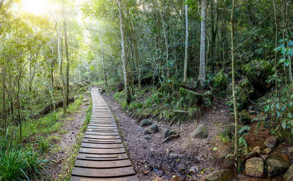Newlands Forest