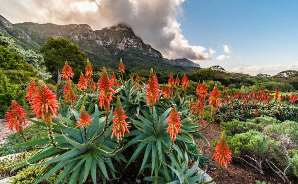 Kirstenbosch Botanical Gardens