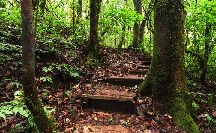 Newlands Forest