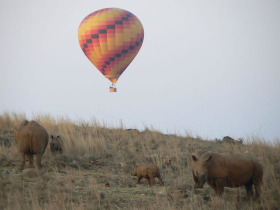 Balloon Rides