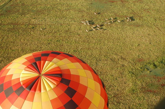 Balloon Rides