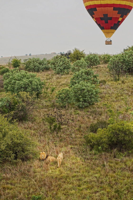 Balloon safari
