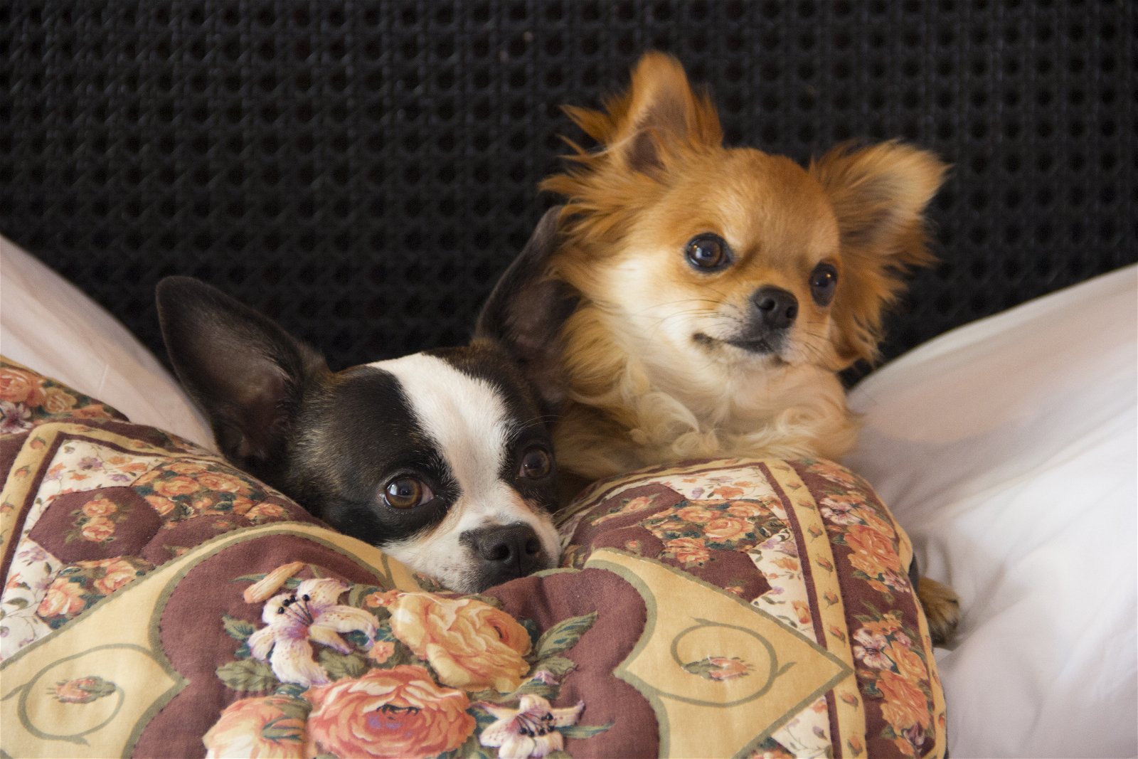 Cookie & Rocky   -   PR Team