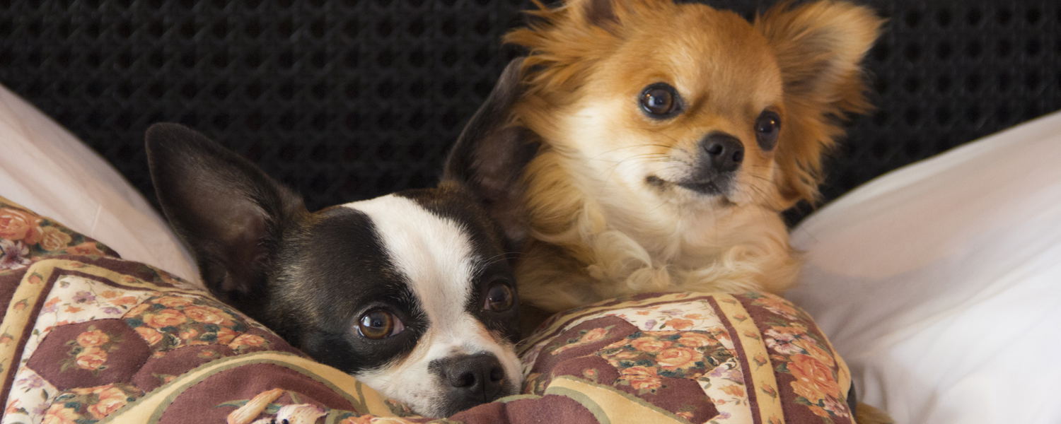 Cookie & Rocky   -   PR Team