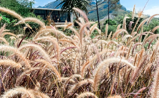 winter in the cape winelands winter in the cape winelands
