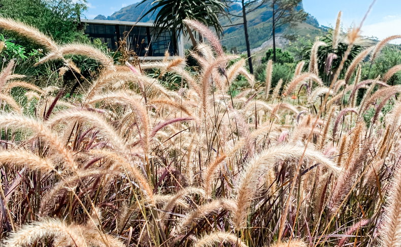 winter in the cape winelands
