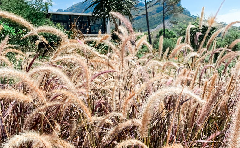 winter in the cape winelands winter in the cape winelands