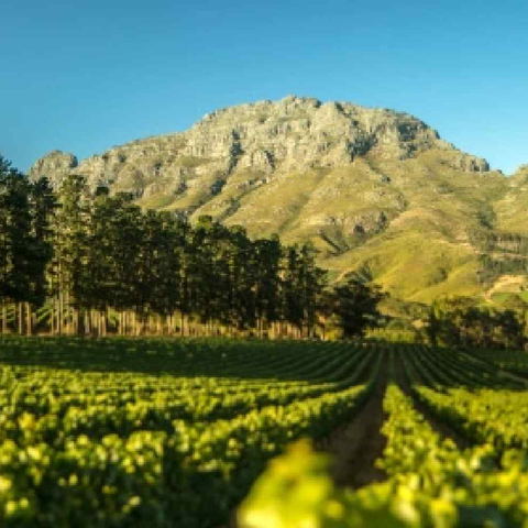 Thelema Vineyards