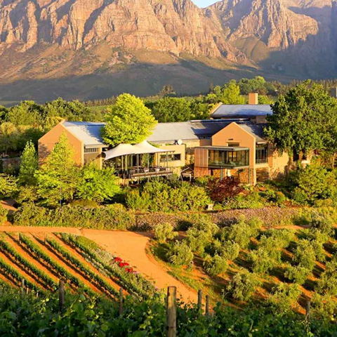 Tokara Vineyard