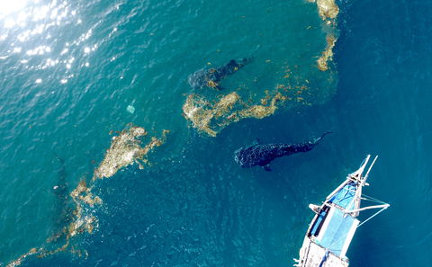 This is a picture of two whale sharks swimming in Mafia Island, Tanzania with Kitu Kiblu, which is a responsible whale shark operator on Mafia Island and work together with Chole Mjini. Swimming with whale sharks is an activity you can do as a guest visiting Kitu Kiblu and Chole Mjini in Mafia Island, Tanzania.