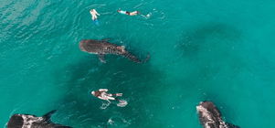 Tanzanian Resident Special Offer - valid until 20th Dec 2025!