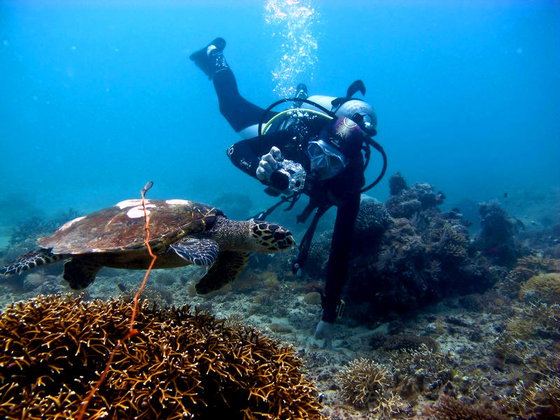diving chole island diving chole island