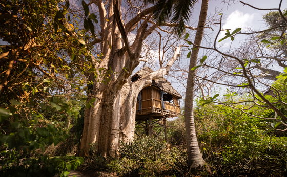 Treehouse Mbili