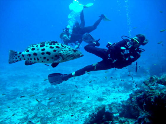 PADI scuba diving at mafia island PADI scuba diving at mafia island