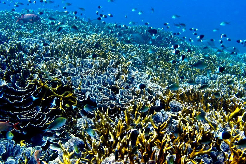 Unique Places To Do Scuba Diving