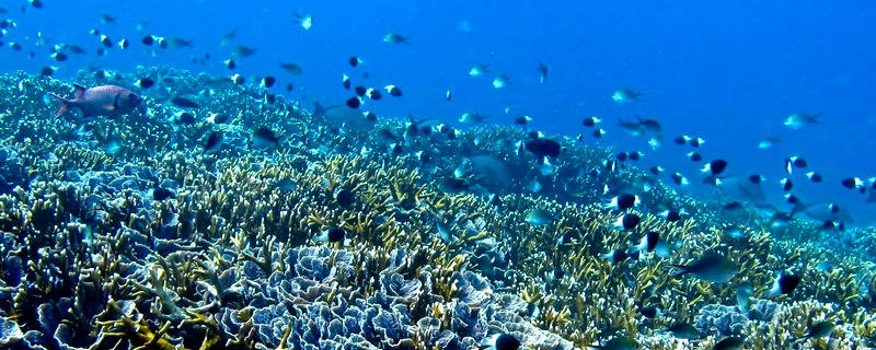 Unique Places To Do Scuba Diving