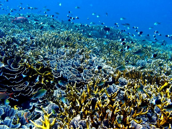 diving chole island