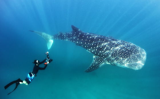 Swimming with Whale Sharks