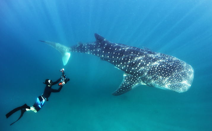 Swimming with Whale Sharks