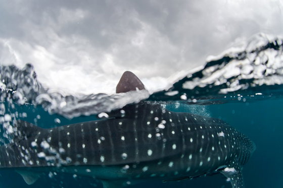 Top 5 Places To Swim With Whale Sharks 2018