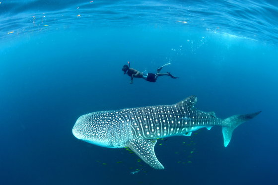 swim with whale sharks swim with whale sharks