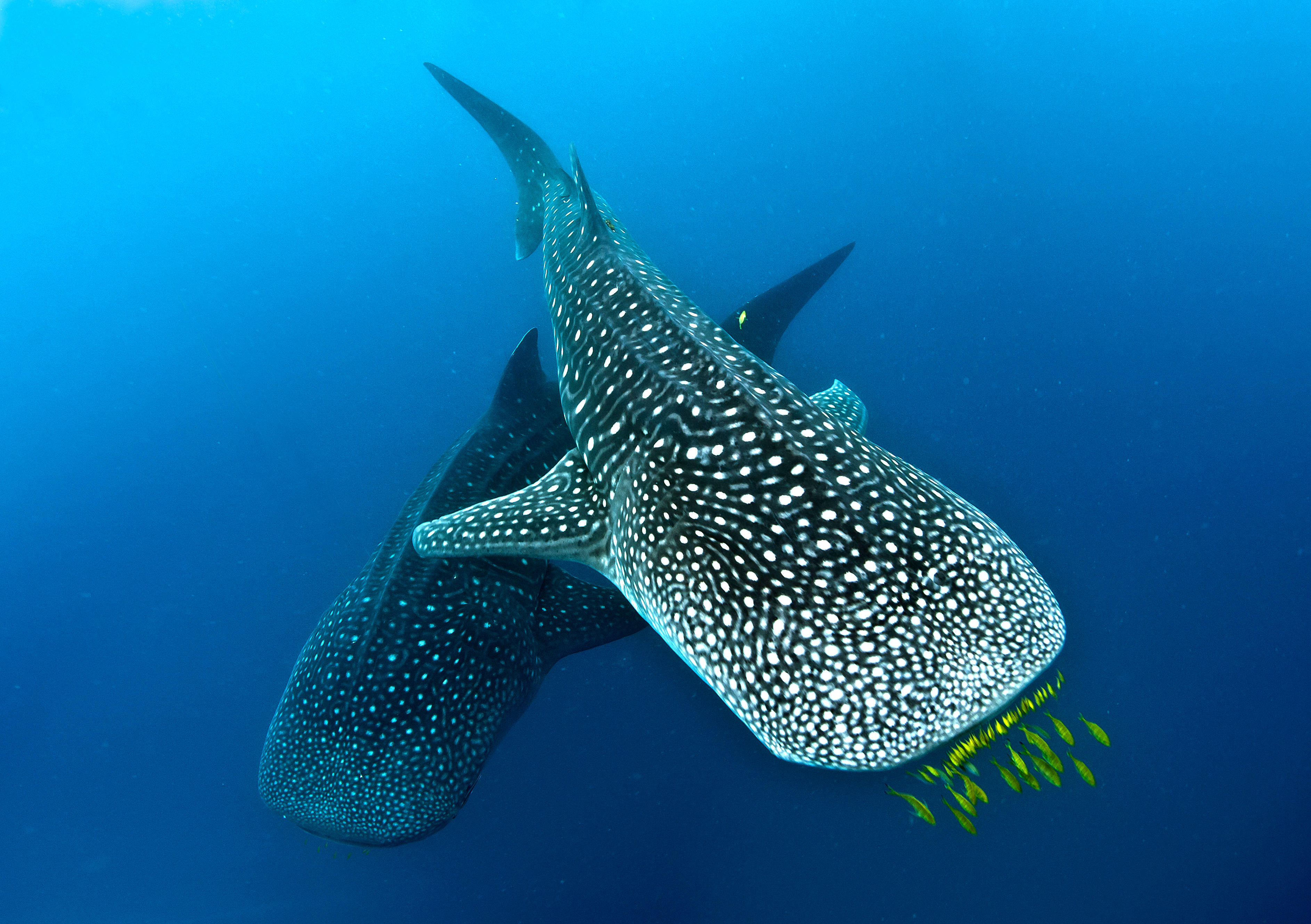 Whale Sharks