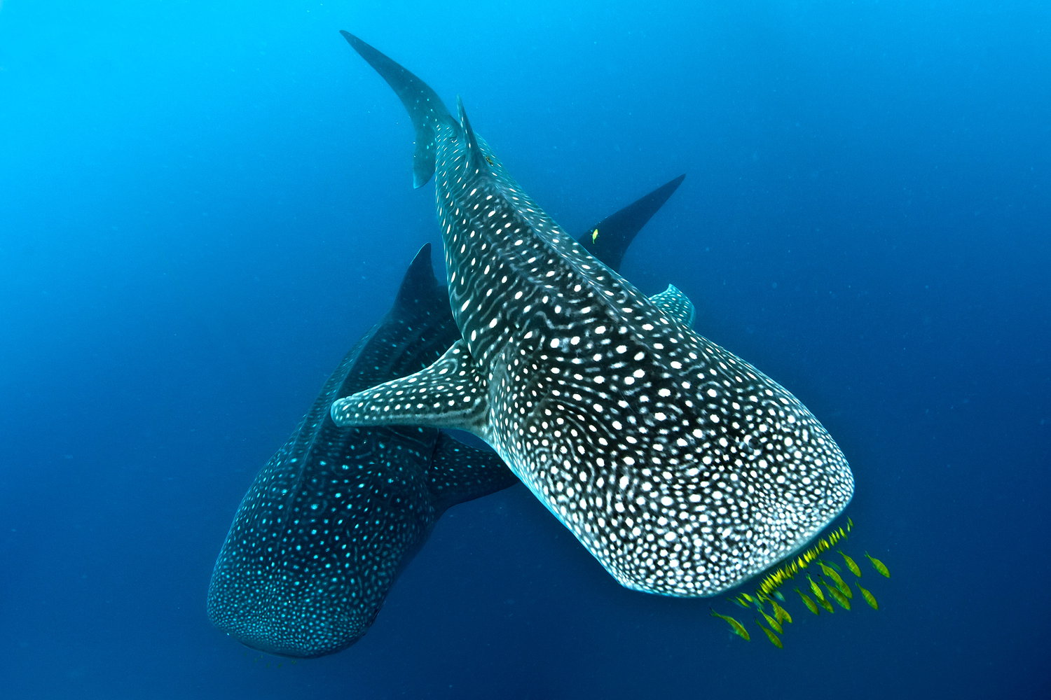 Whale Sharks