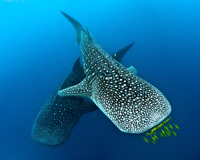 More than just treehouses