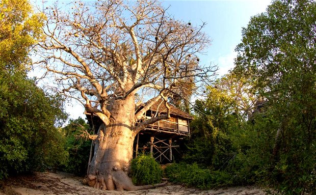 moja tree house island holiday