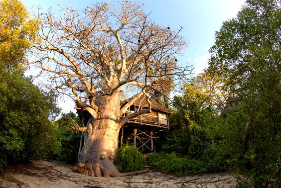 moja tree house island holiday moja tree house island holiday