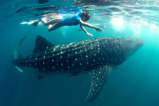 swimming with whale sharks swimming with whale sharks