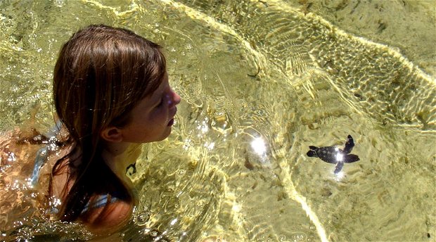 turtle hatching chole island tanzania