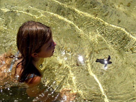 turtle hatching chole island tanzania turtle hatching chole island tanzania
