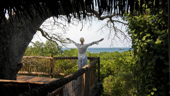 Treehouse baobab Treehouse baobab