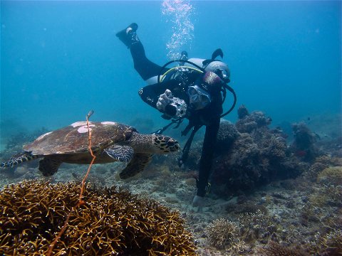 Scuba dive Mafia island turtles