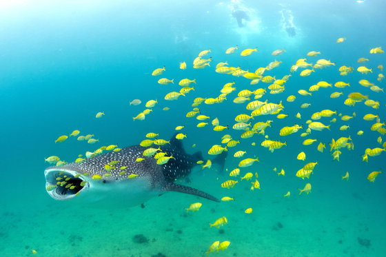 swimming whale sharks diving on mafia island