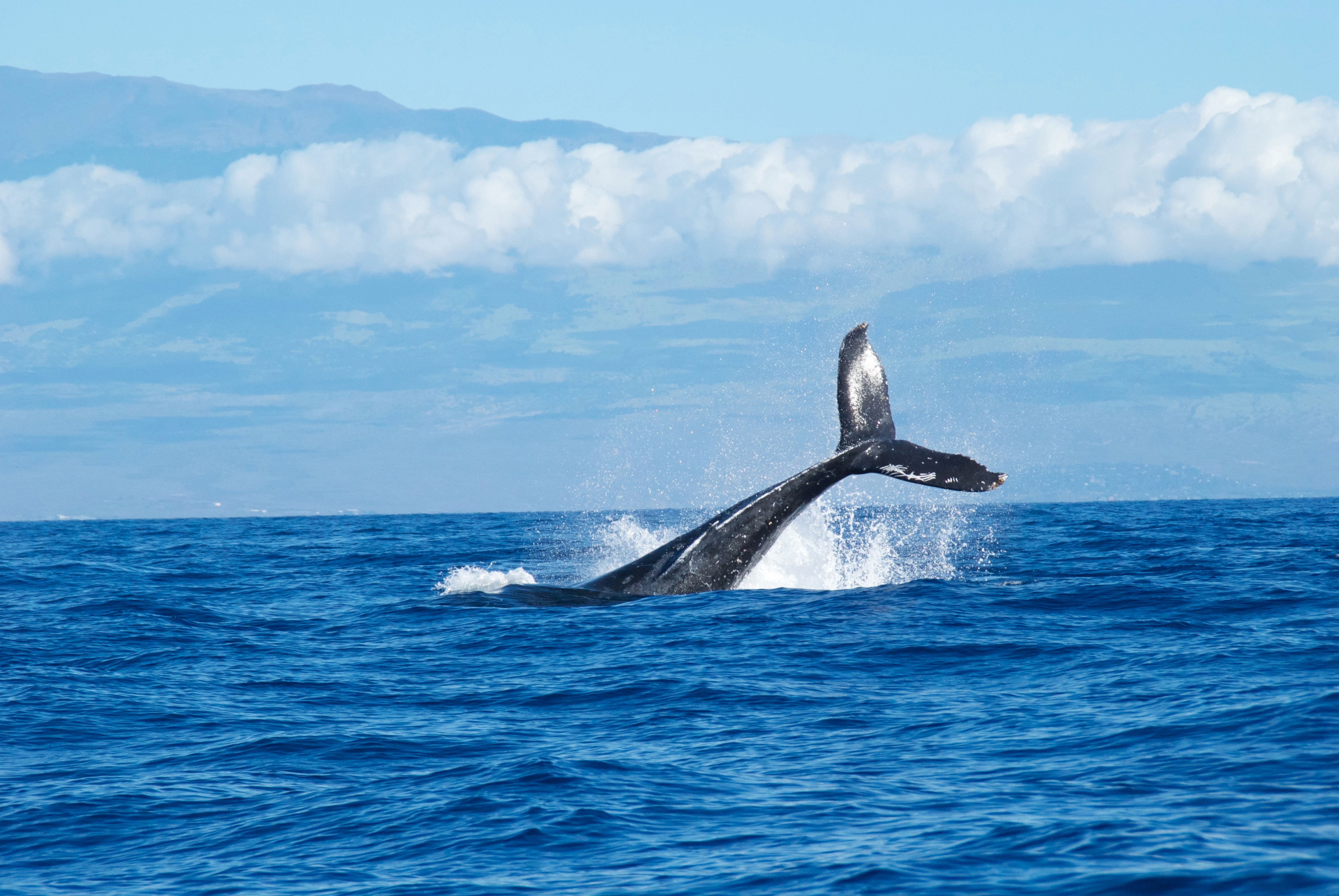 Whale Watching 1