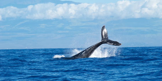 Whale Watching