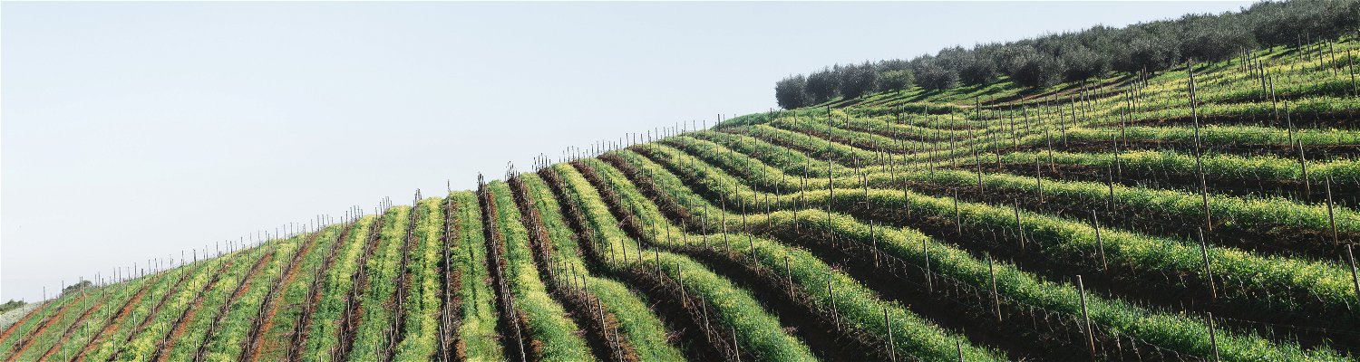 Vineyards in Stellenbosch