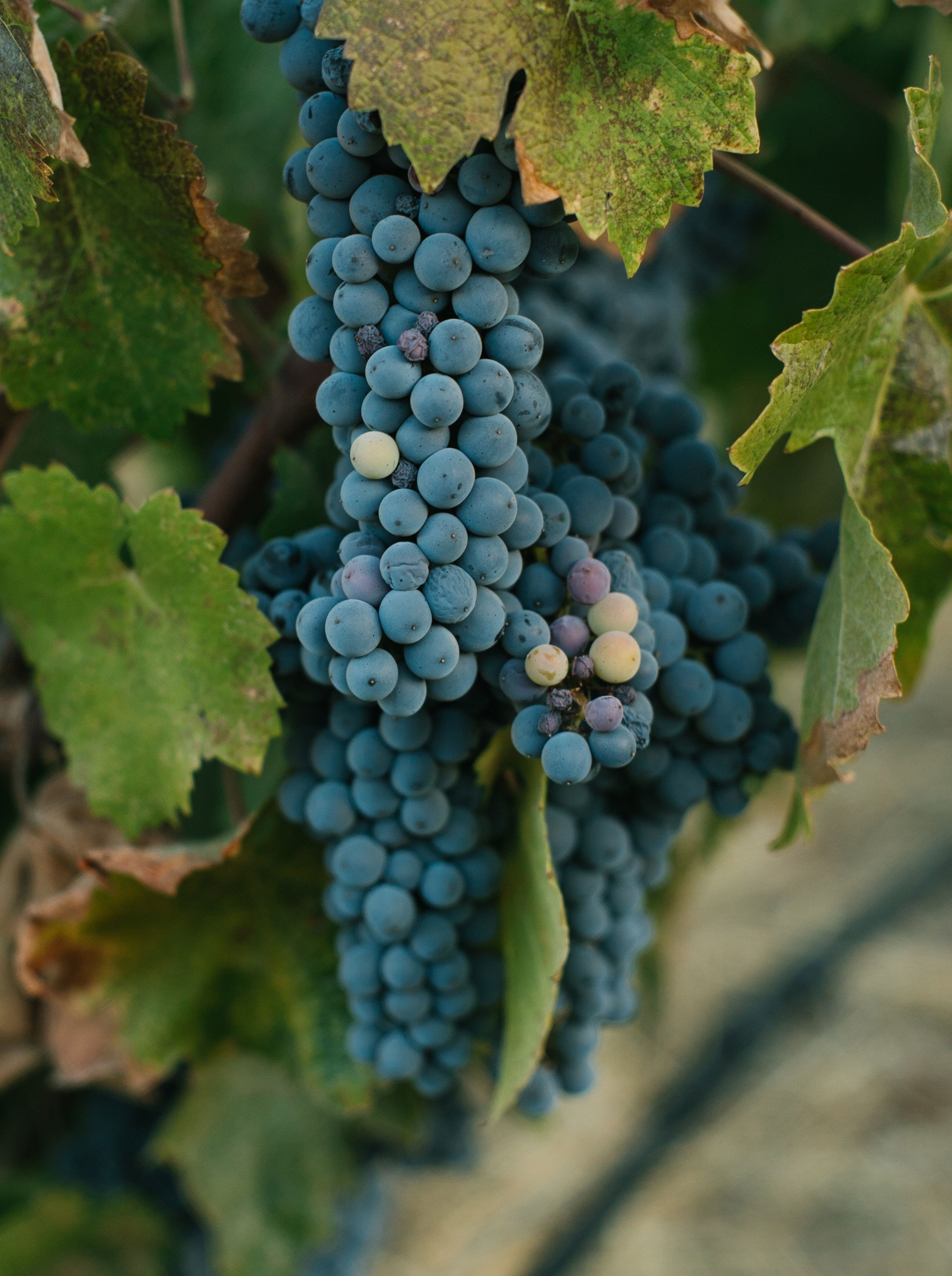 Ripe Cabernet Sauvignon grapes