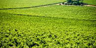 Explore Winelands