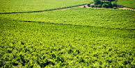 Explore Winelands