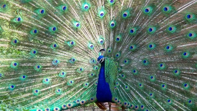 Peacock in Chitwan National Park, Nepal
