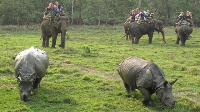 One Horned Rhinoceros In Chitwan National Park